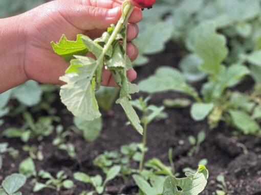 Fortalecimiento de capacidades de desarrollo de la población Kaqchikel en Chuatzité